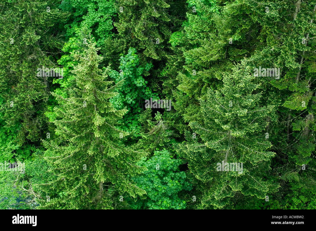 Stati Uniti d'America, nello Stato di Washington, il Parco Nazionale di Olympic, Elwha inferiore lungo la valle del fiume in primavera. Foto Stock