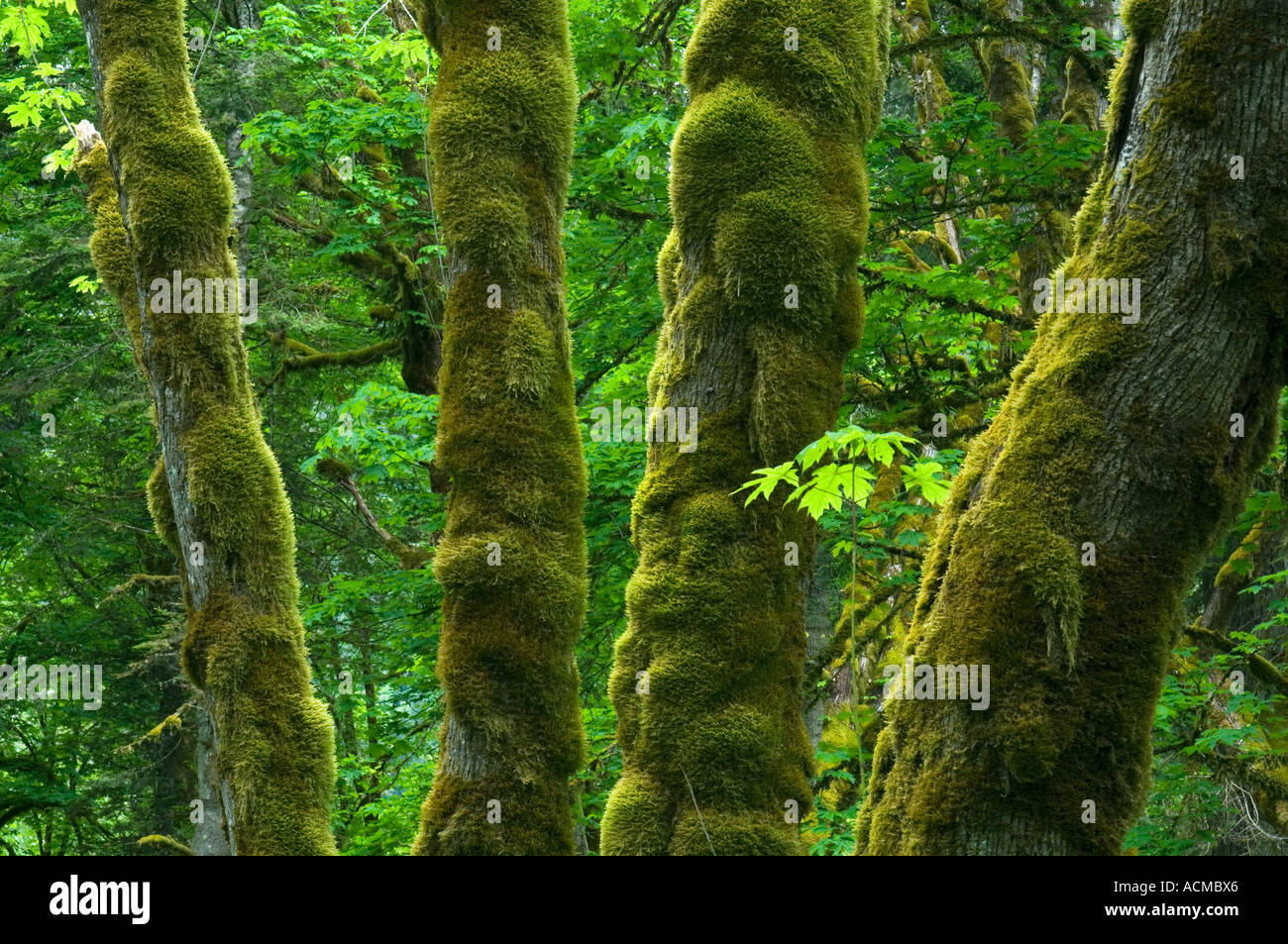Stati Uniti d'America, nello Stato di Washington, il Parco Nazionale di Olympic, Elwha River Valley, foresta in primavera Foto Stock