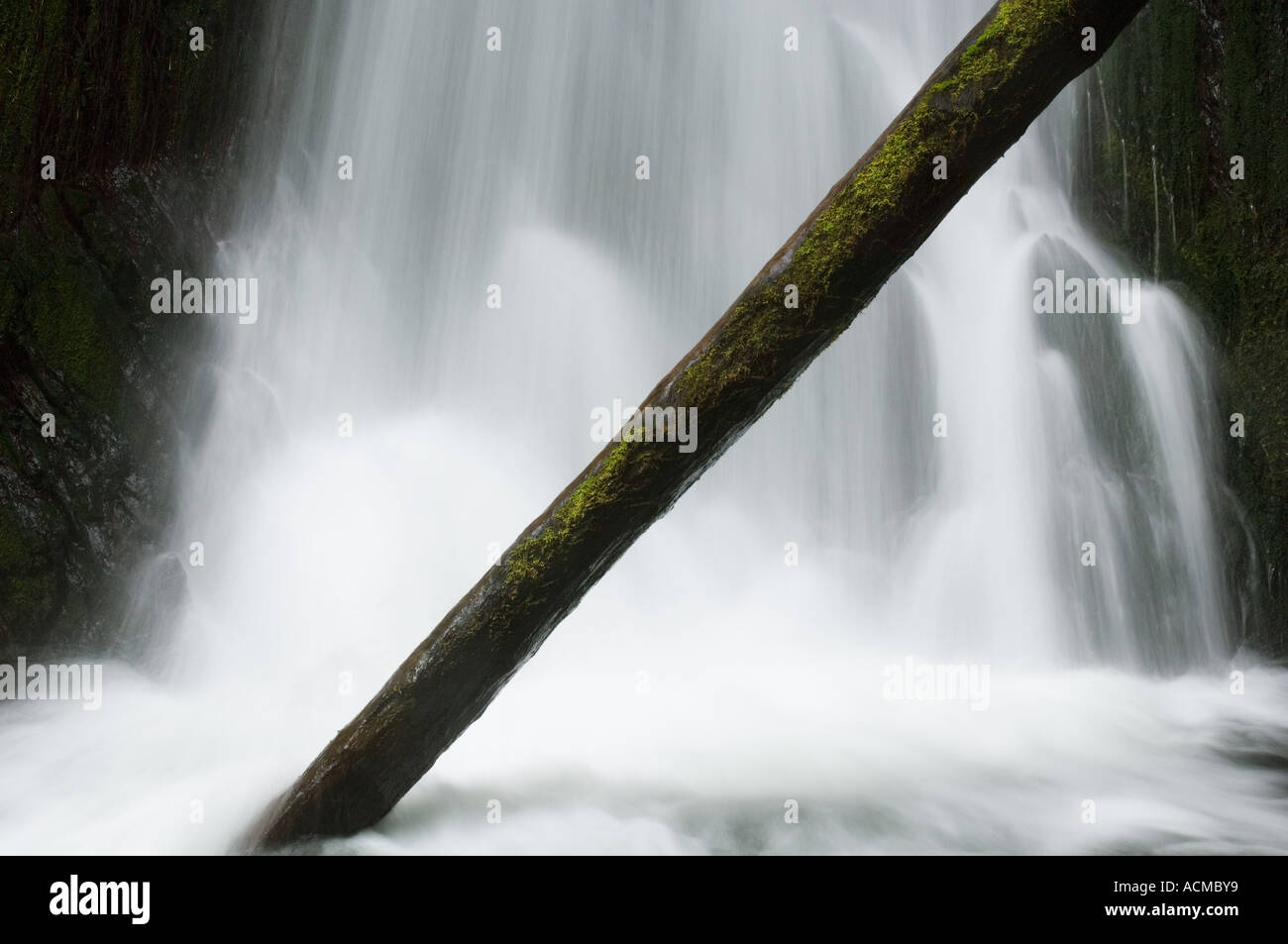Stati Uniti d'America, nello Stato di Washington, il Parco Nazionale di Olympic, foresta cascata in primavera Foto Stock