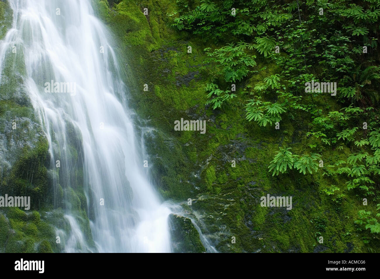 Stati Uniti d'America, Washington, il Parco Nazionale di Olympic, Elwha River Valley, una piccola cascata in primavera Foto Stock