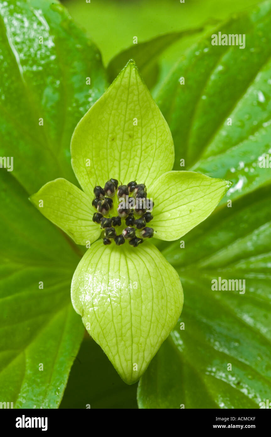 Stati Uniti d'America, nello Stato di Washington, il Parco Nazionale di Olympic, Millefiori, Bunchberry Sanguinello (Cornus canadensis) Foto Stock