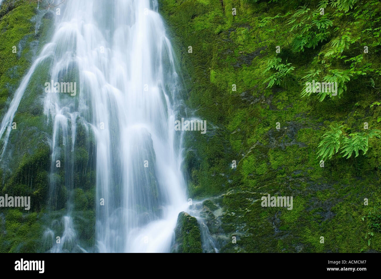 Stati Uniti d'America di Washington, il Parco Nazionale di Olympic cascata e pendenza di muschio, molla Foto Stock