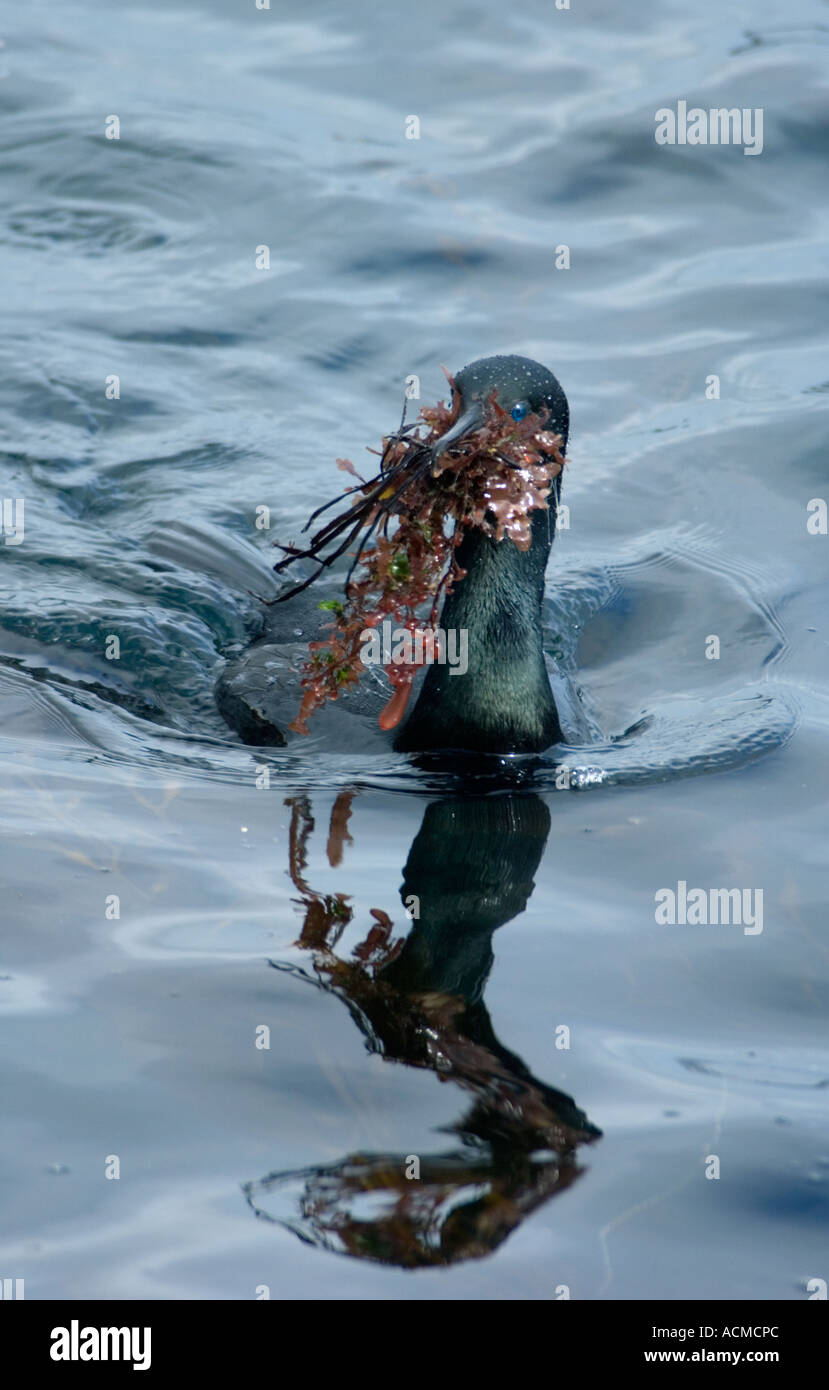 Brandt il cormorano (Phalacrocorax penicillatus) che trasportano il materiale di nido, Monterey Bay California USA Foto Stock