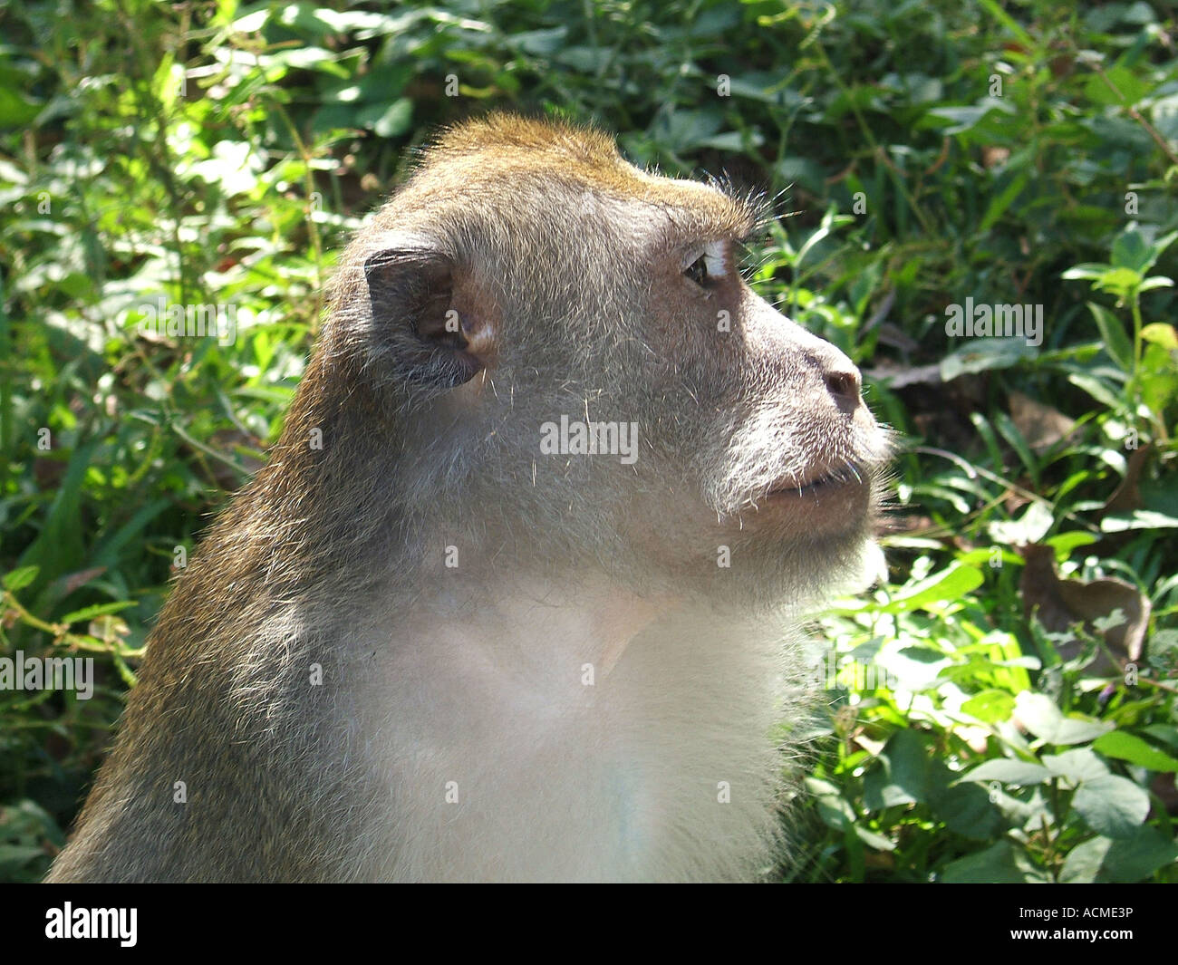 Tempio delle Scimmie o lunga coda di scimmie macaco, Bali, Indonesia Foto Stock