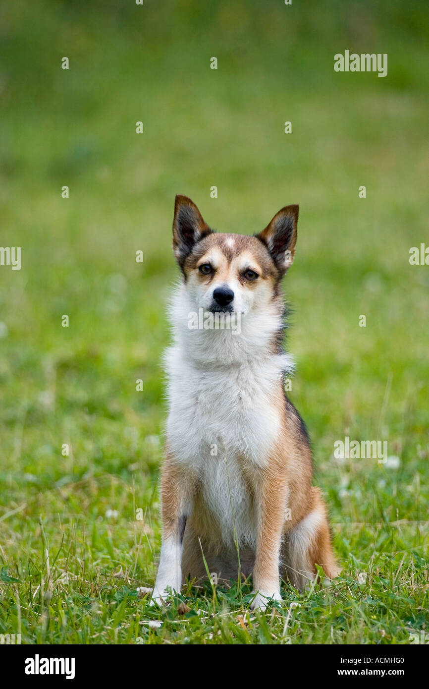 Lundehund norvegese Foto Stock