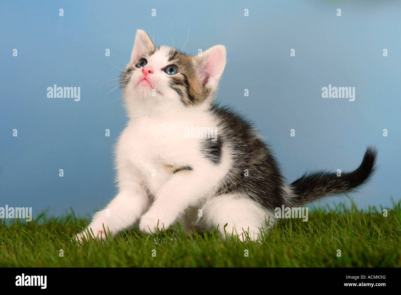 Il gatto domestico gattino Foto Stock