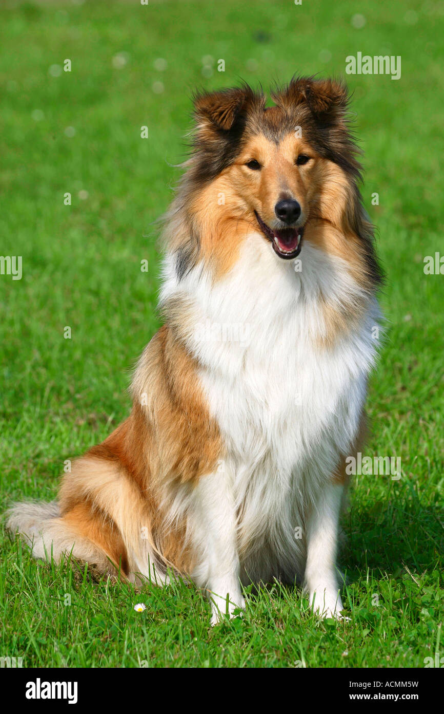 Sheltie Shetland Sheepdog Foto Stock