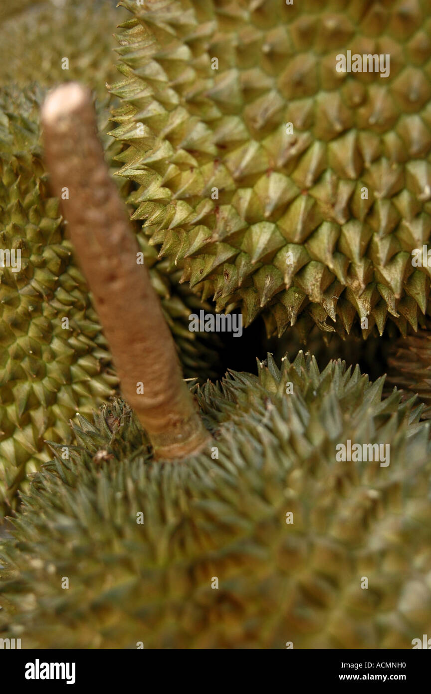 Mature Jackfruits -- il nome scientifico di questo frutto è Artocarpus heterophyllus) Foto Stock