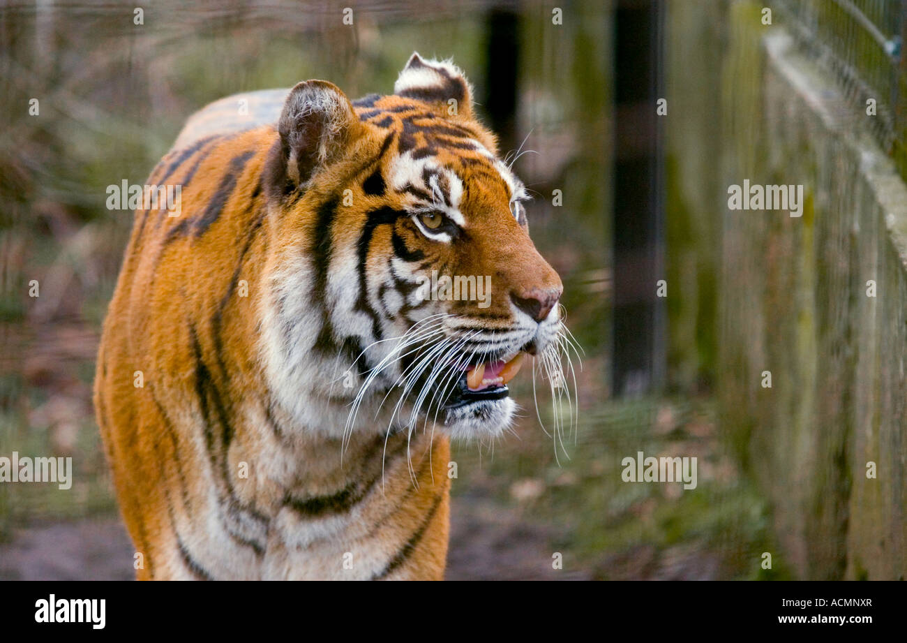 Tigre Foto Stock