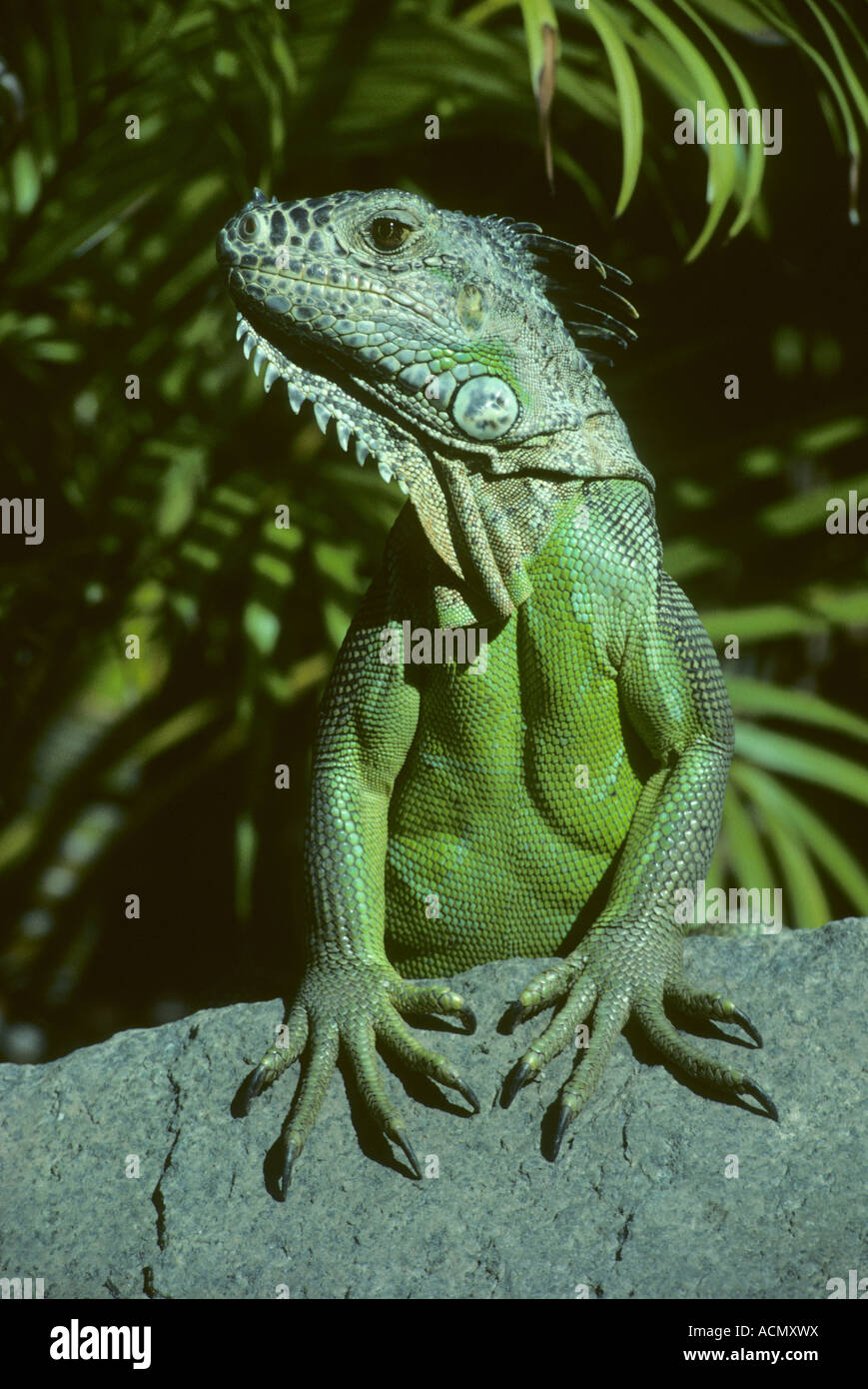 Verde (Iguana Iguana iguana) Selvatica, Belize, America Centrale Foto Stock