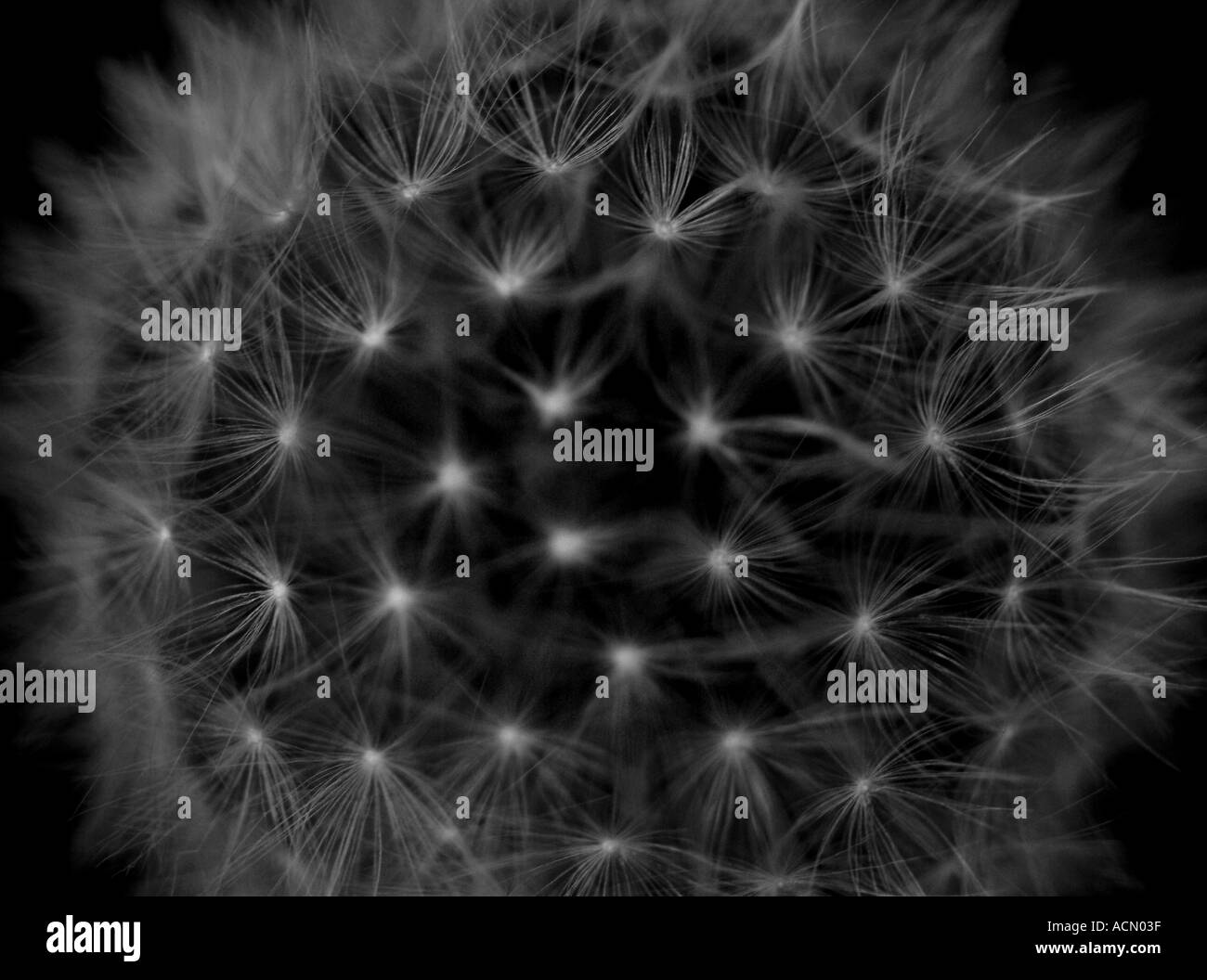 Il tarassaco Taraxacum officinale Foto Stock