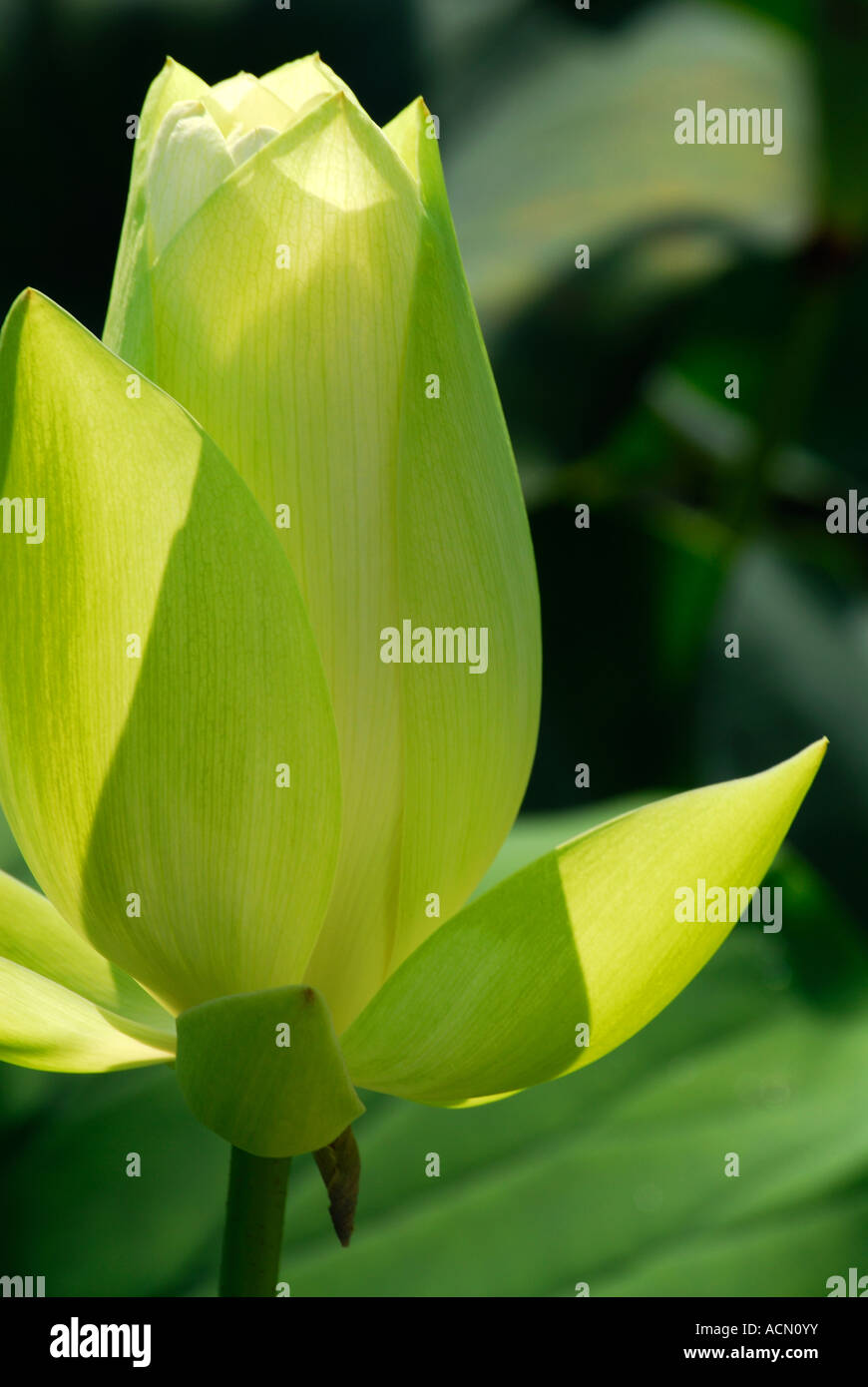 Lotus Bud Closeup Foto Stock