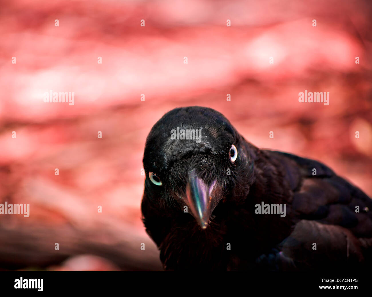 Un male cercando di crow australian raven sembra enquiringly nella fotocamera con un background infernale in rosso Foto Stock