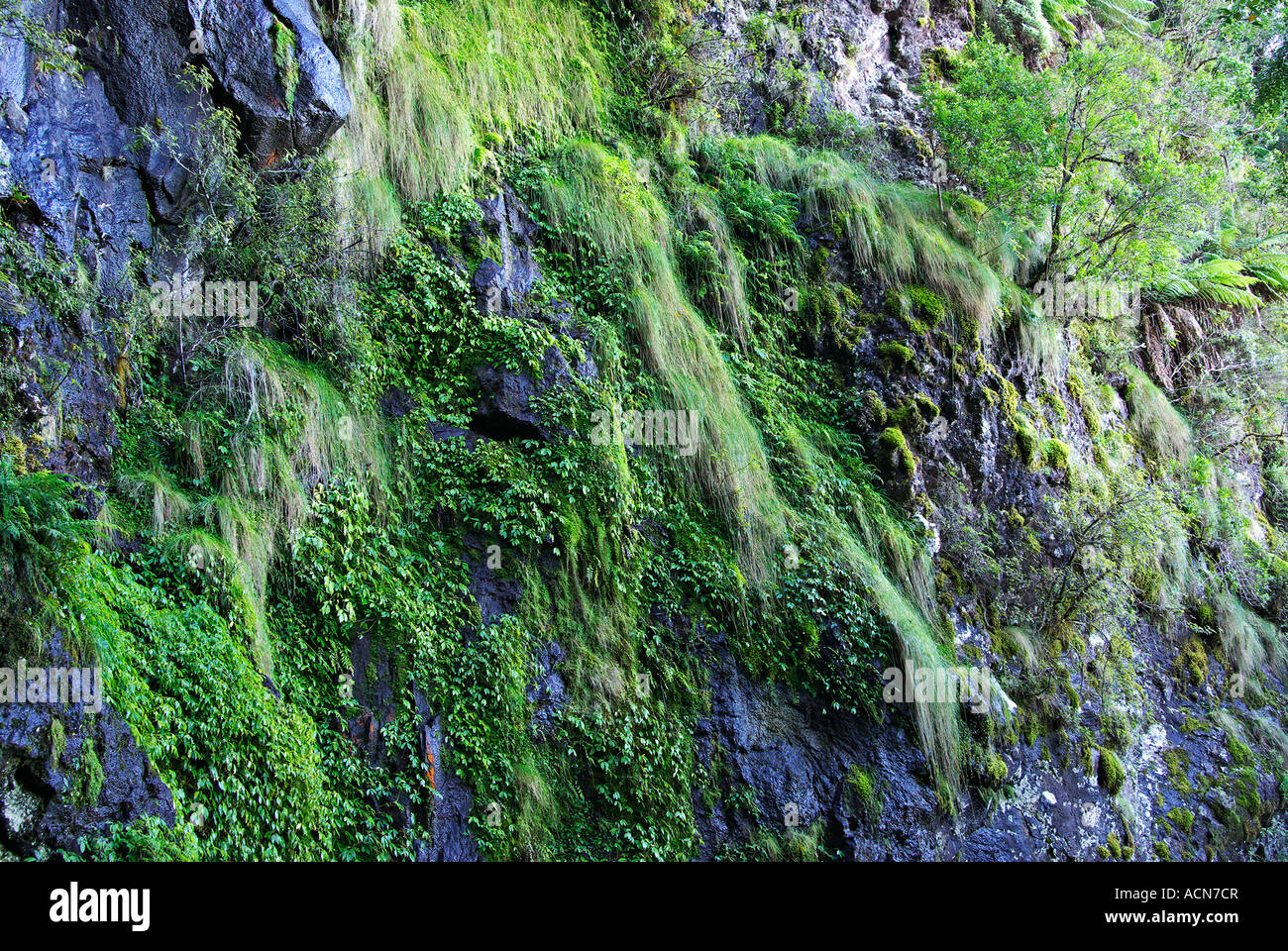 Muschio di graminacee e di piante che crescono su di una scogliera in oxley wild rivers area del Patrimonio mondiale Foto Stock