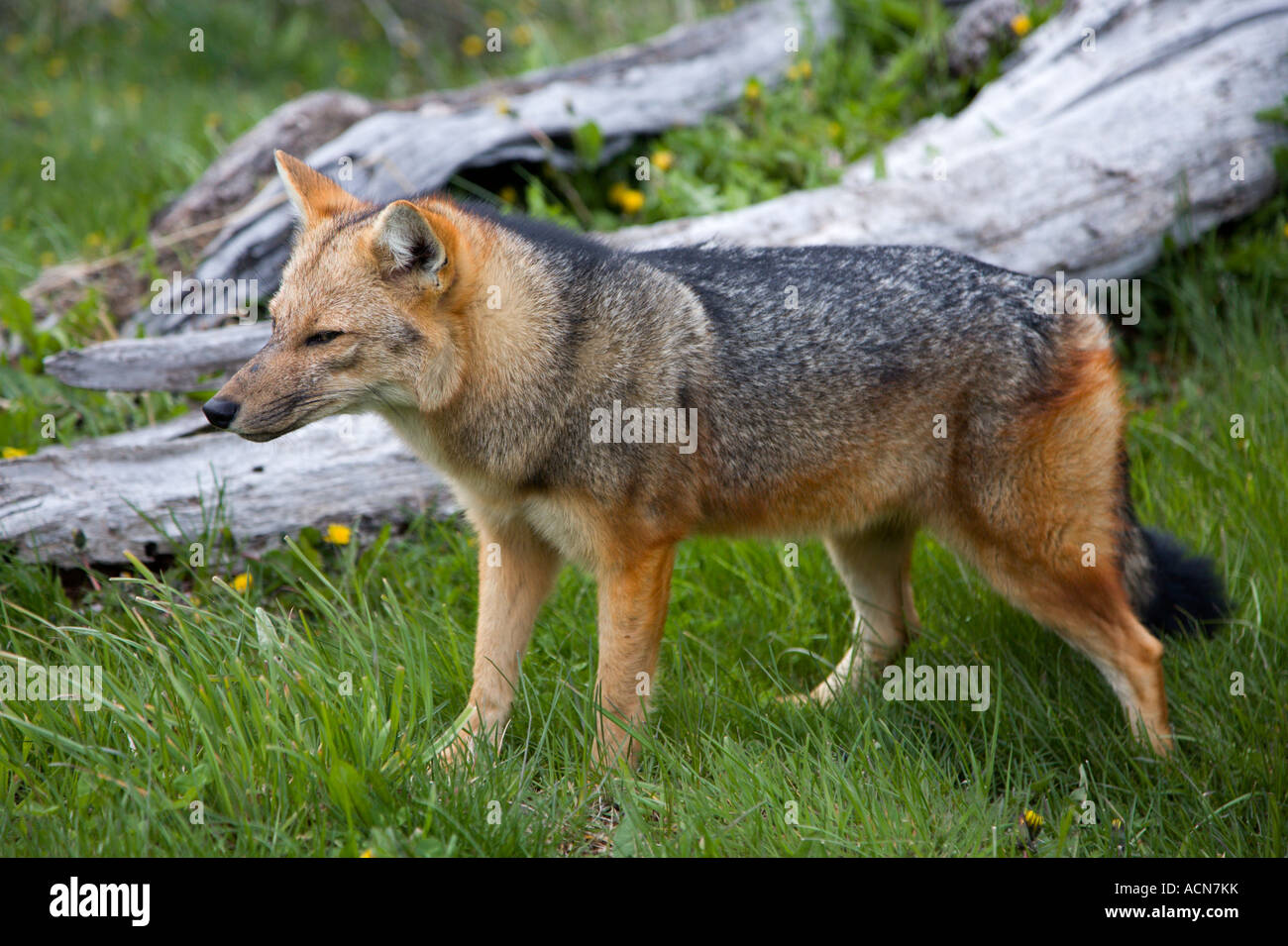 Nasello di Patagonia Fox (pseudalopex culpaeus), Patagonia, Cile Foto Stock