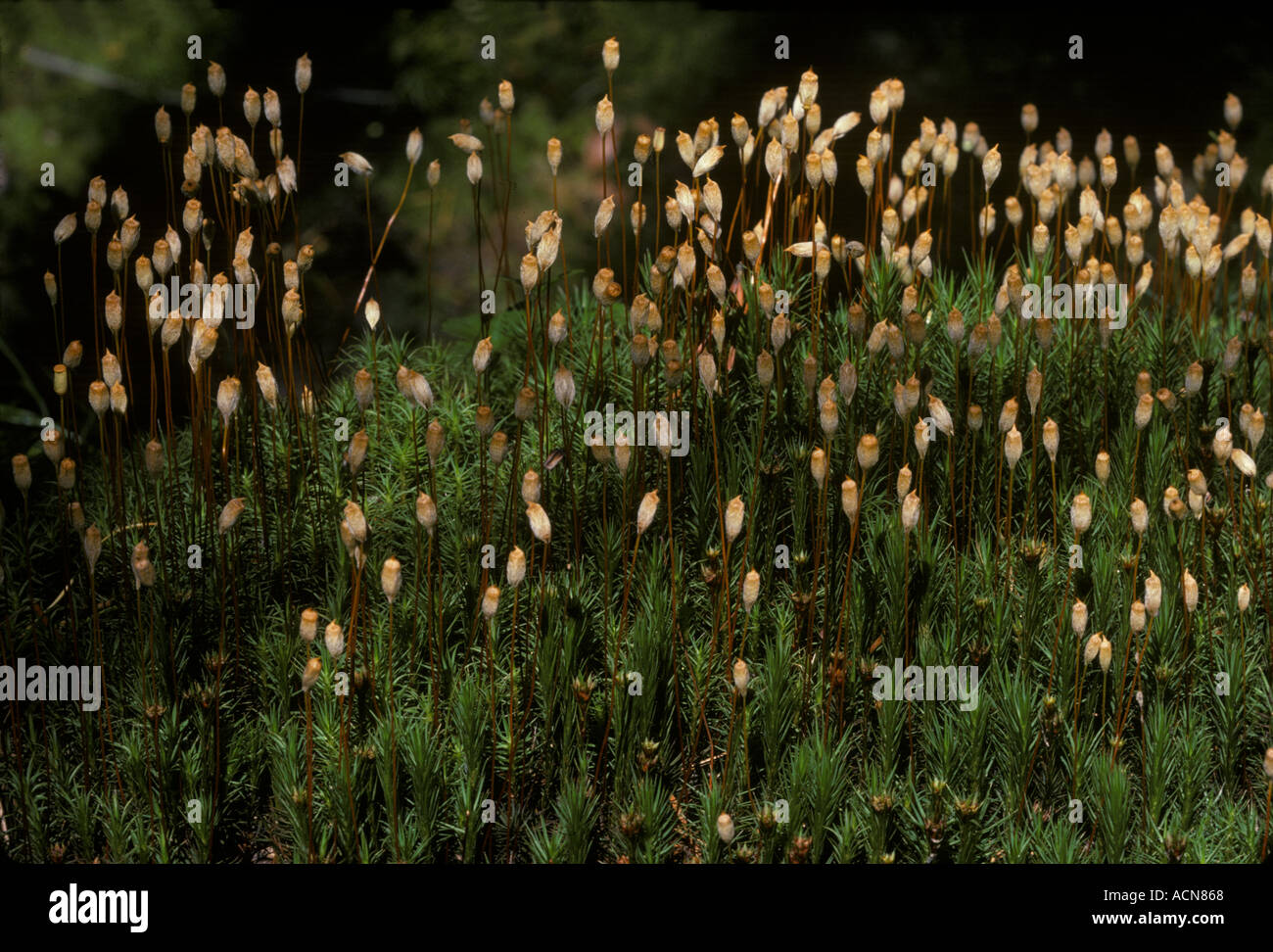 Impianto Haircup MOSS Foto Stock