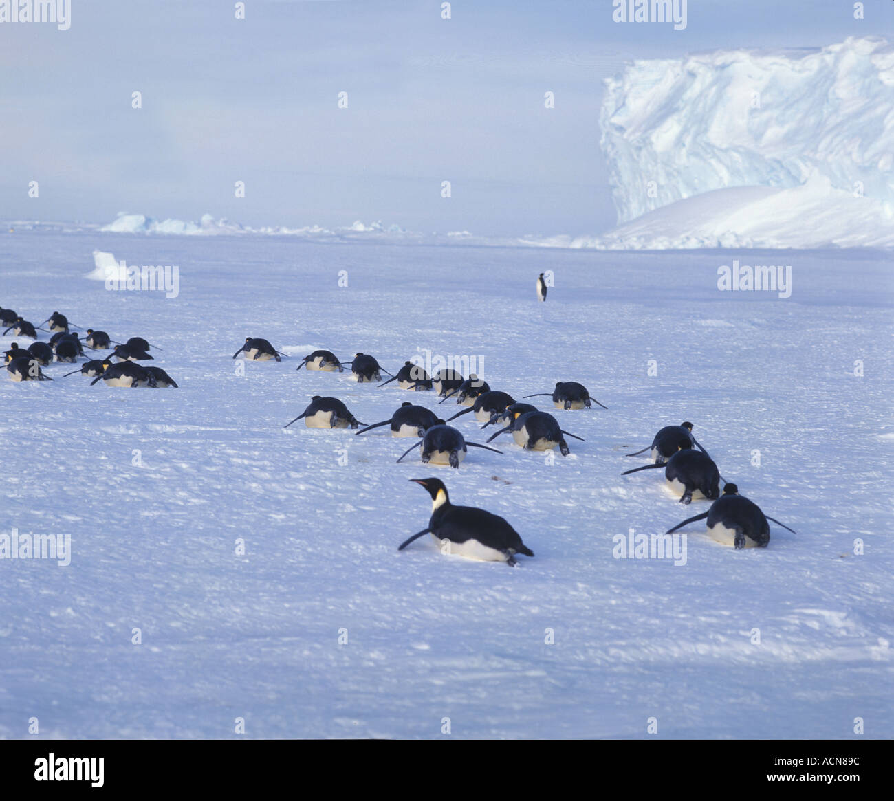 BIRD pinguino imperatore Foto Stock