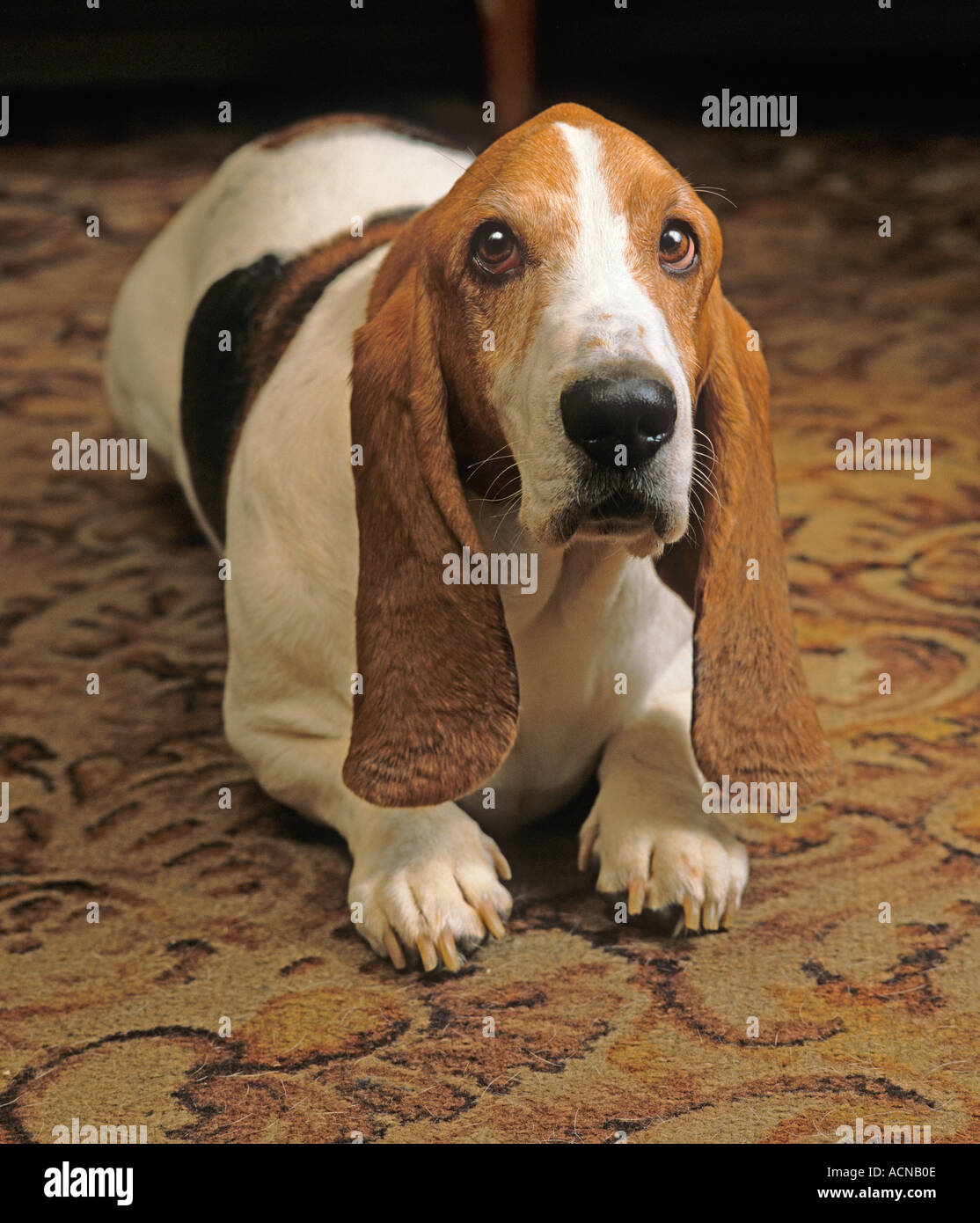 Ritratto di Basset Hound in ambiente domestico Foto Stock