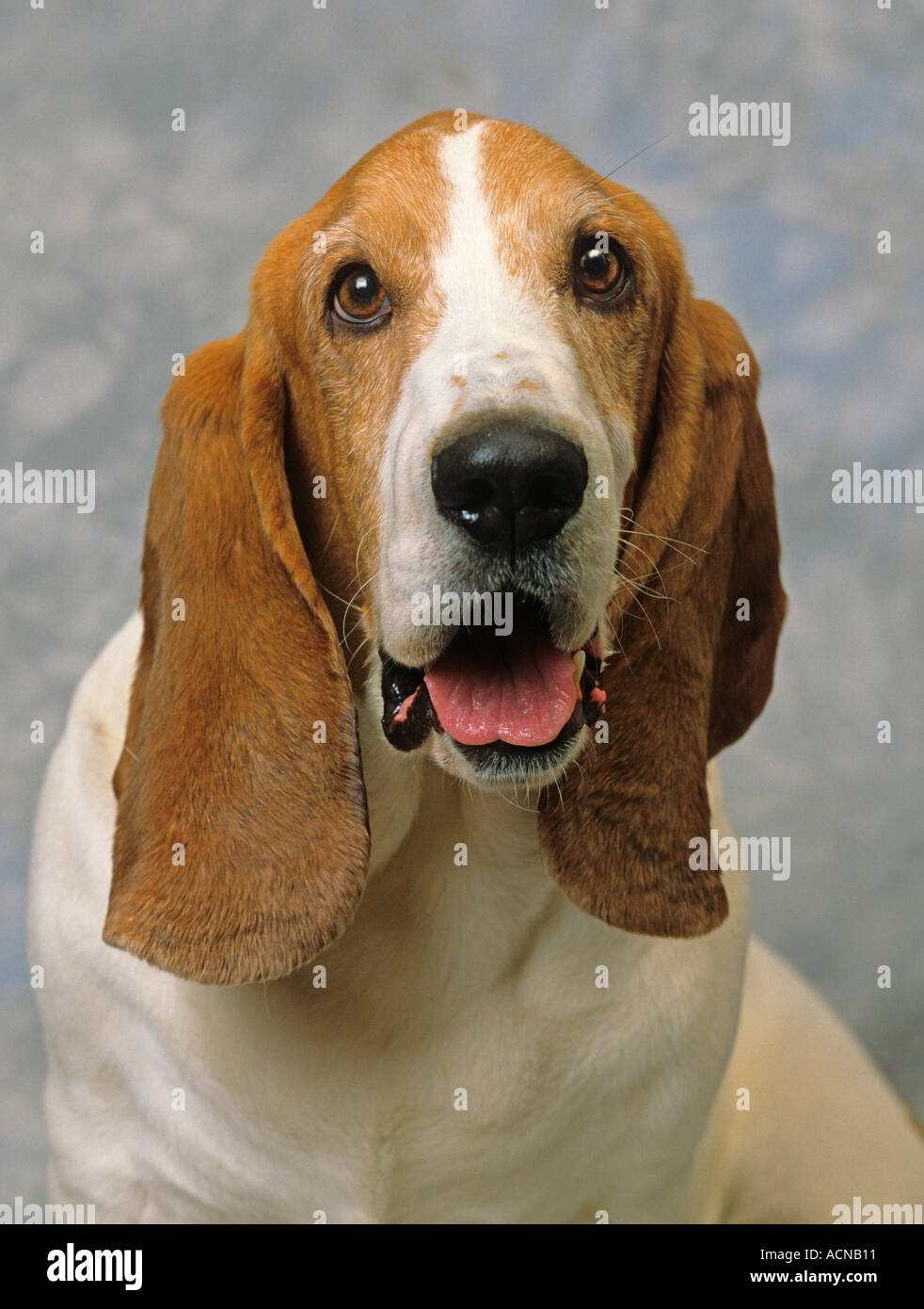Ritratto di Basset Hound in ambiente domestico Foto Stock