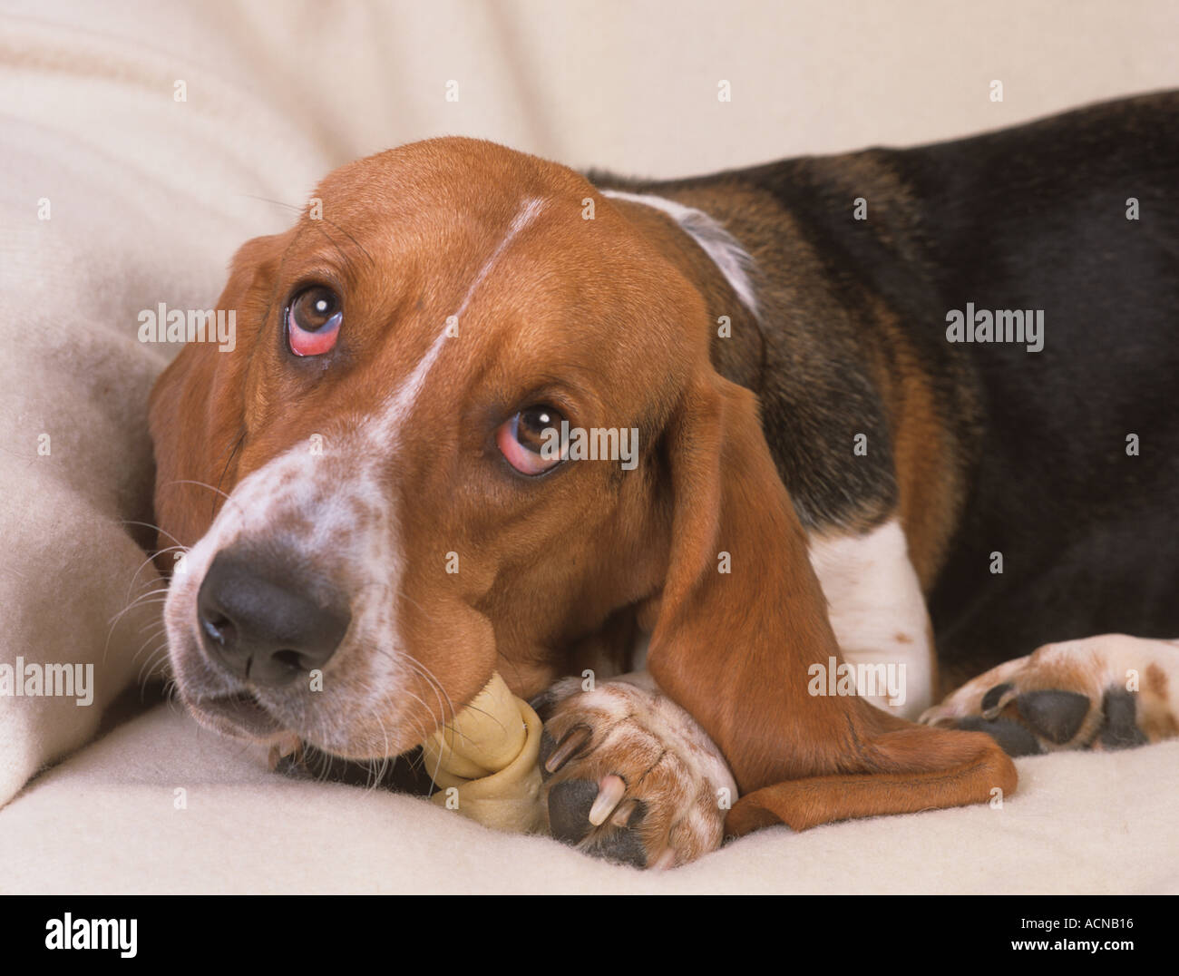 Ritratto di Basset Hound in ambiente domestico Foto Stock