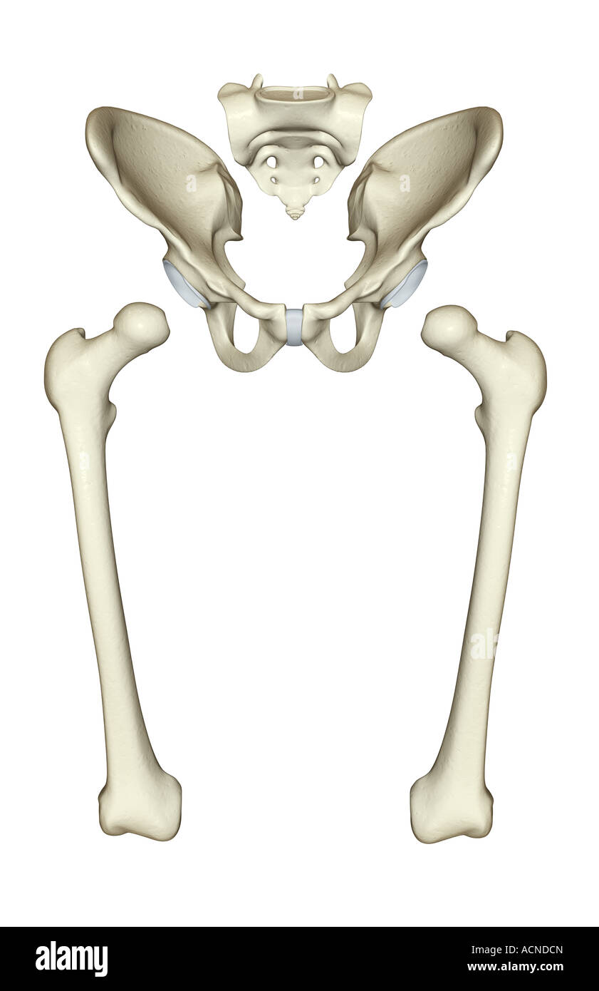 Le ossa dell'arto inferiore Foto Stock