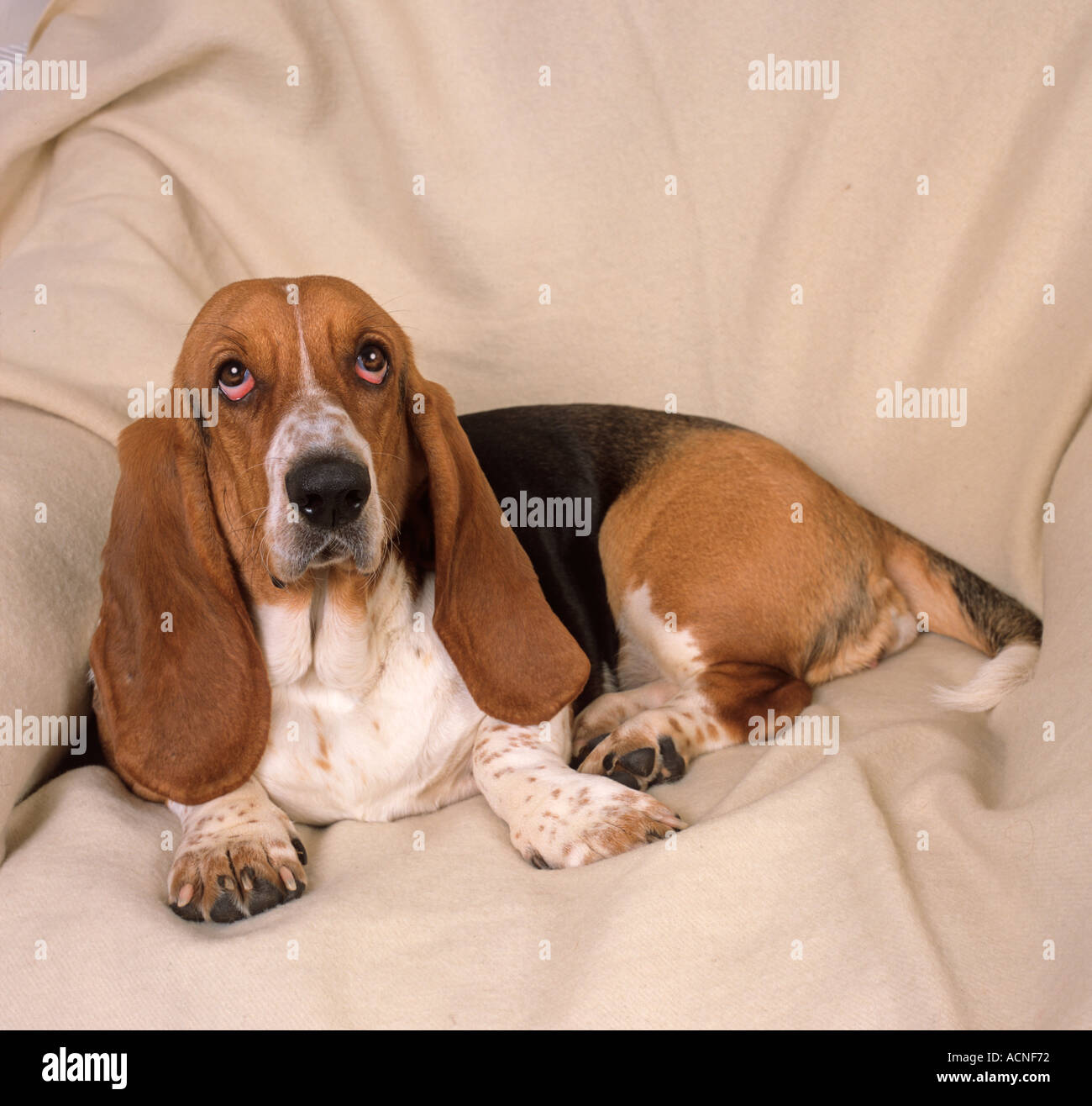 Ritratto di Basset Hound in ambiente domestico Foto Stock