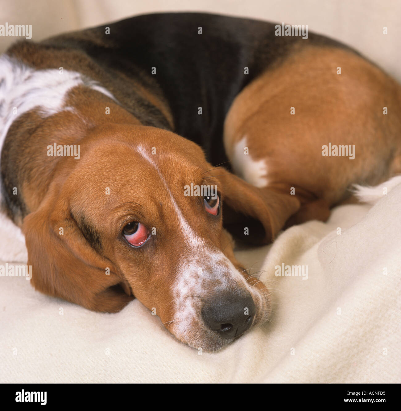 Ritratto di Basset Hound in ambiente domestico Foto Stock