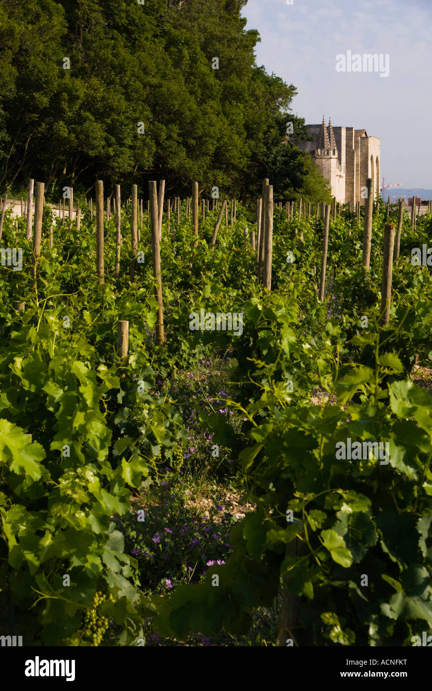 Avignon Francia Rocher des Doms una piccola vigna con il Palazzo dei Papi in background Foto Stock