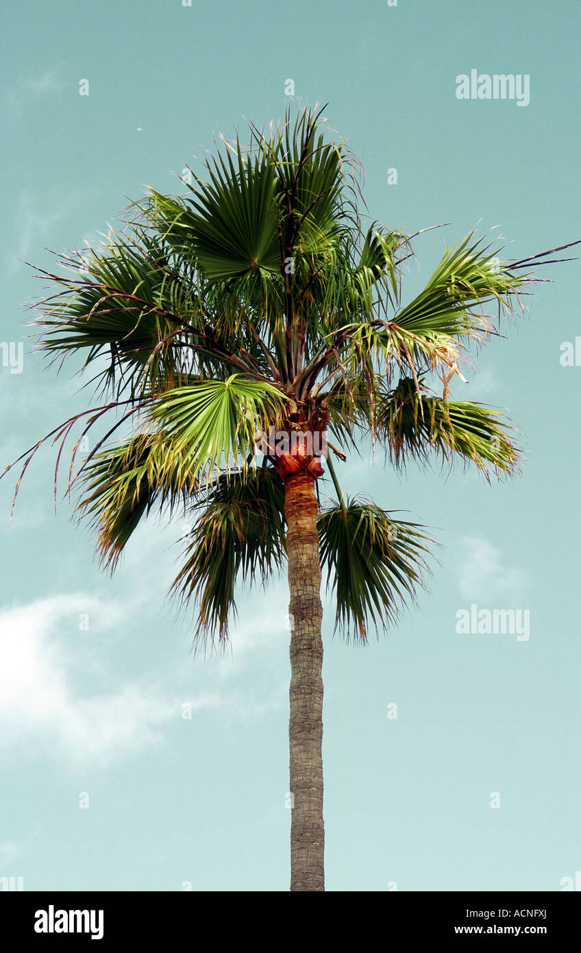 Solo Palm tree in California Foto Stock