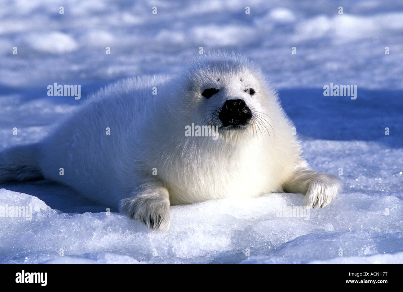 Arpa di cucciolo di tenuta su ghiaccio scorre nel golfo di St Lawrence Canada America del Nord Foto Stock