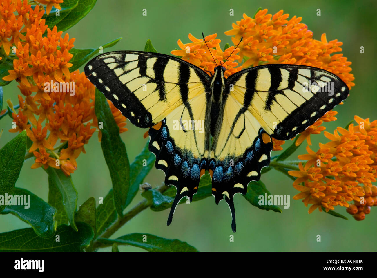 Orientale a coda di rondine di Tiger Butterfly Papilio glaucus su Butterfly Weed Asclepias tuberosa e USA Foto Stock