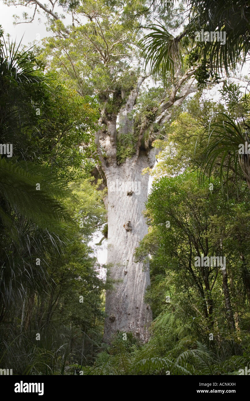 Tane Mahuta Kauri tree Agathis australis in antica foresta pluviale subtropicale Waipoua Forest Northland Isola del nord Foto Stock