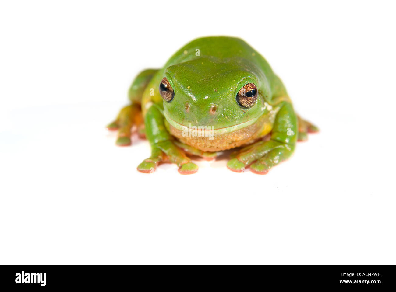 Un ranocchio verde litoria caerula isolati su sfondo bianco Foto Stock