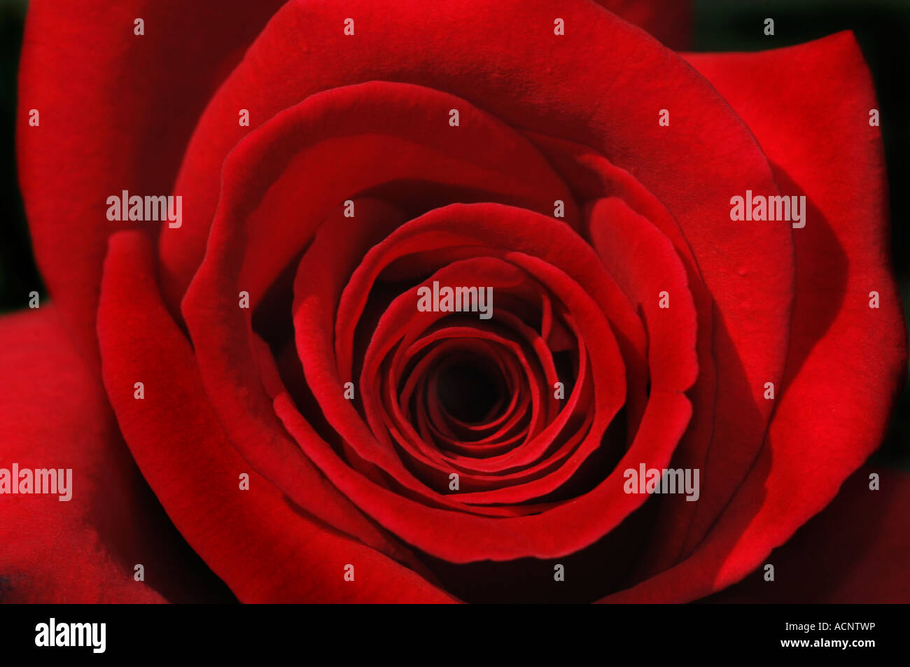 Primo piano di una rosa rossa denominata Ingrid Bergman. Foto Stock