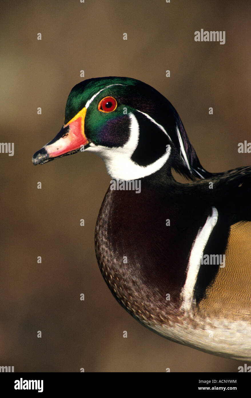 Anatra di legno, George C. Reifel uccello migratore Santuario, Delta, British Columbia, Canada America del nord Foto Stock
