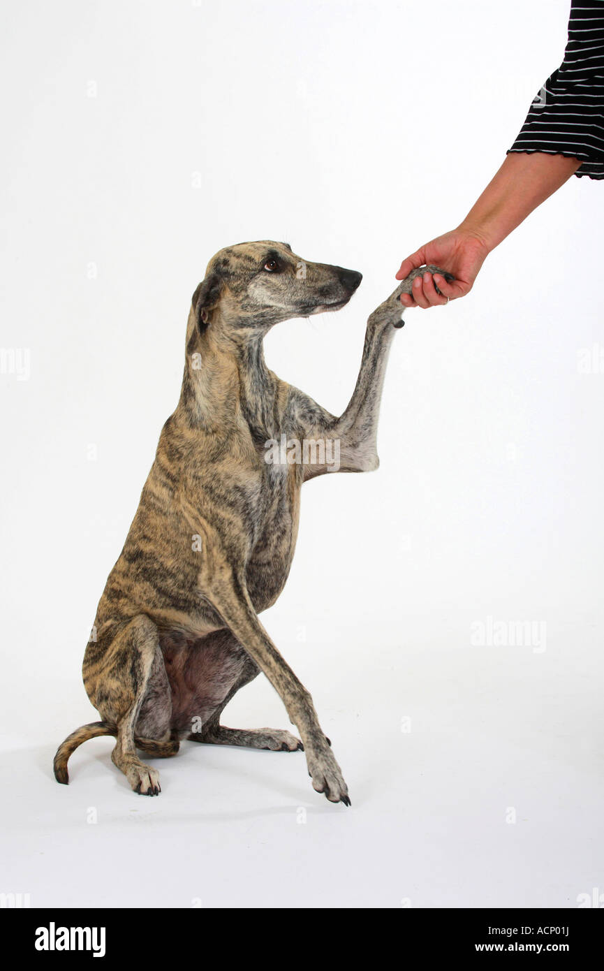 Sloughi dando paw a umano Foto Stock