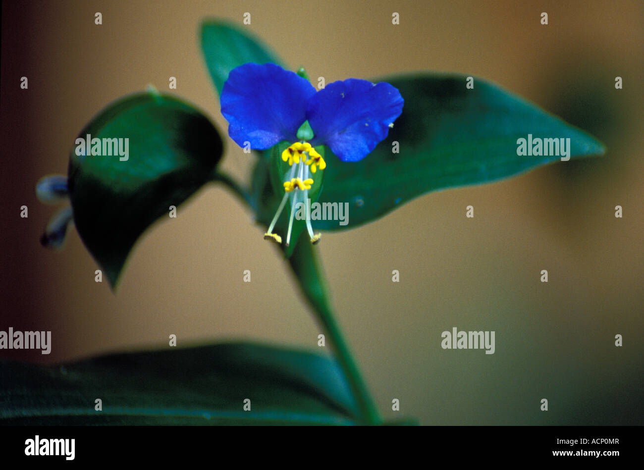 Dayflower asiatico (Commelina communis), Great Falls, Virginia Foto Stock