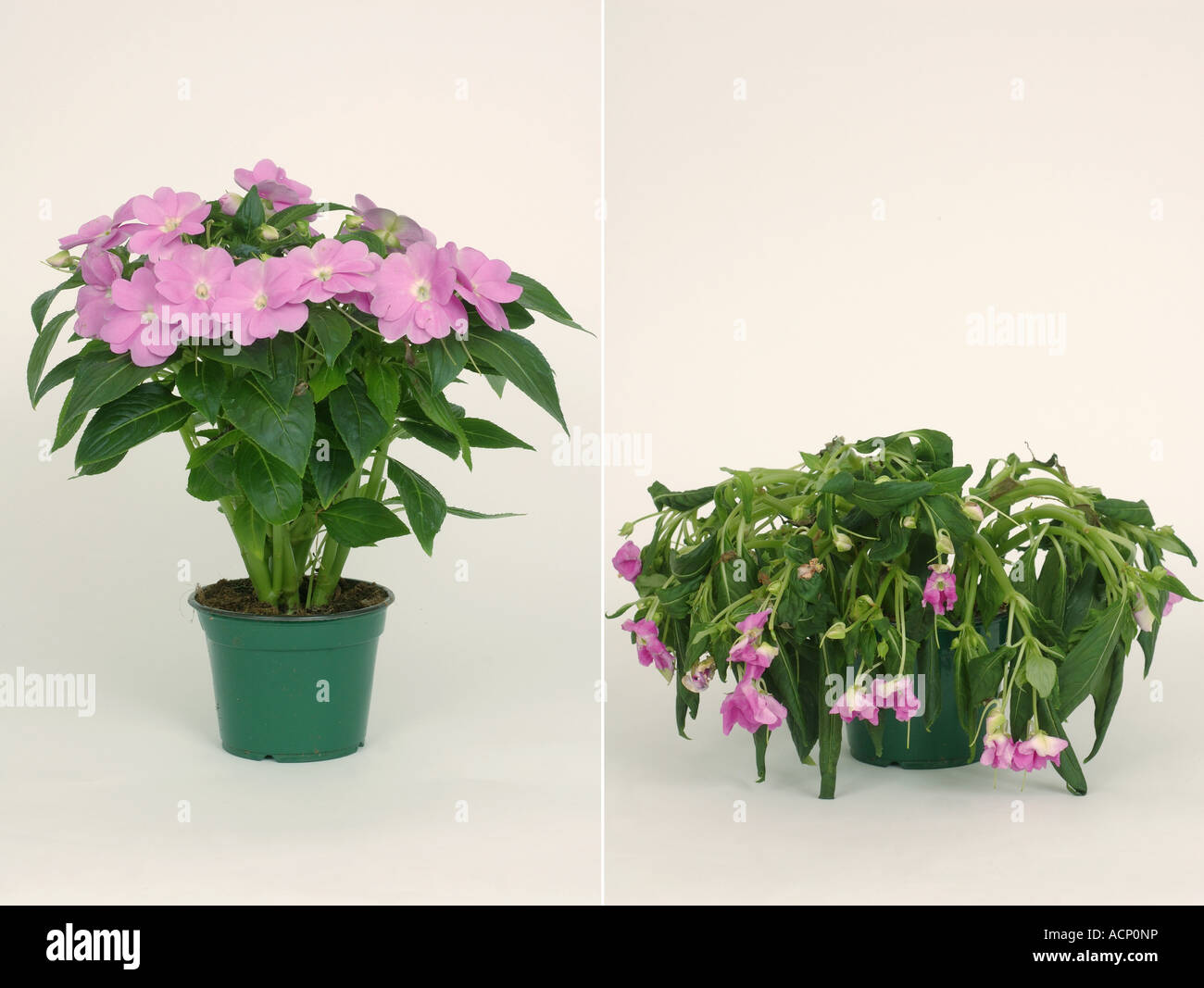 Confronto di una sana Impatiens Nuova Guinea Hybrid potted pianta di casa lo stesso impianto dopo 4 giorni senza acqua Foto Stock