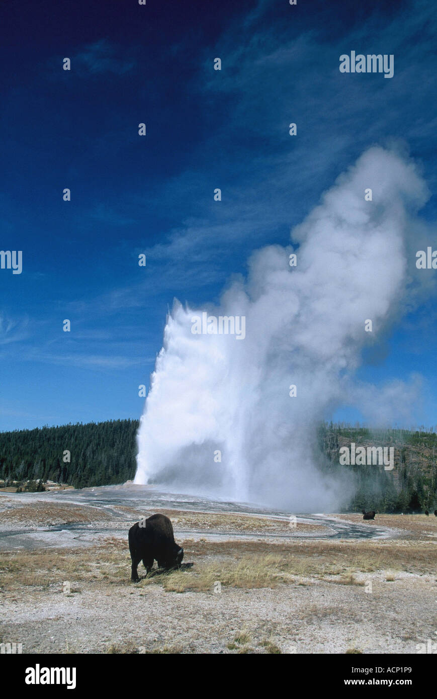 Bison bison, il Parco Nazionale di Yellowstone Foto Stock