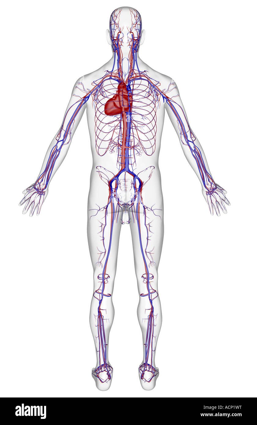 Il sistema vascolare Foto Stock