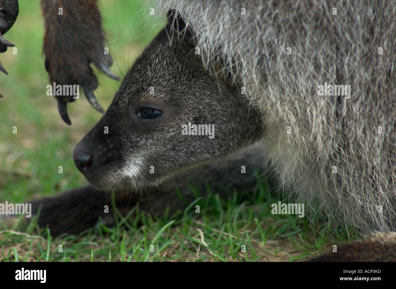 Giovani Bennetts wallaby guardando fuori della custodia delle madri Foto Stock