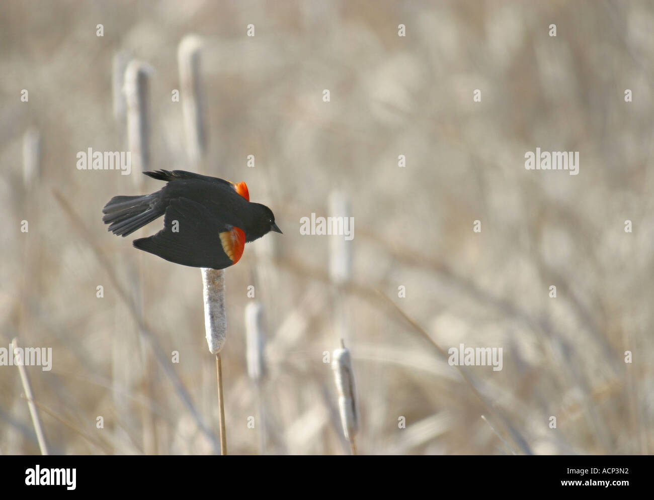 Gli uccelli del Nord America, rosso Winged Blackbird, agelaius phoeniceus Alberta, Canada Foto Stock