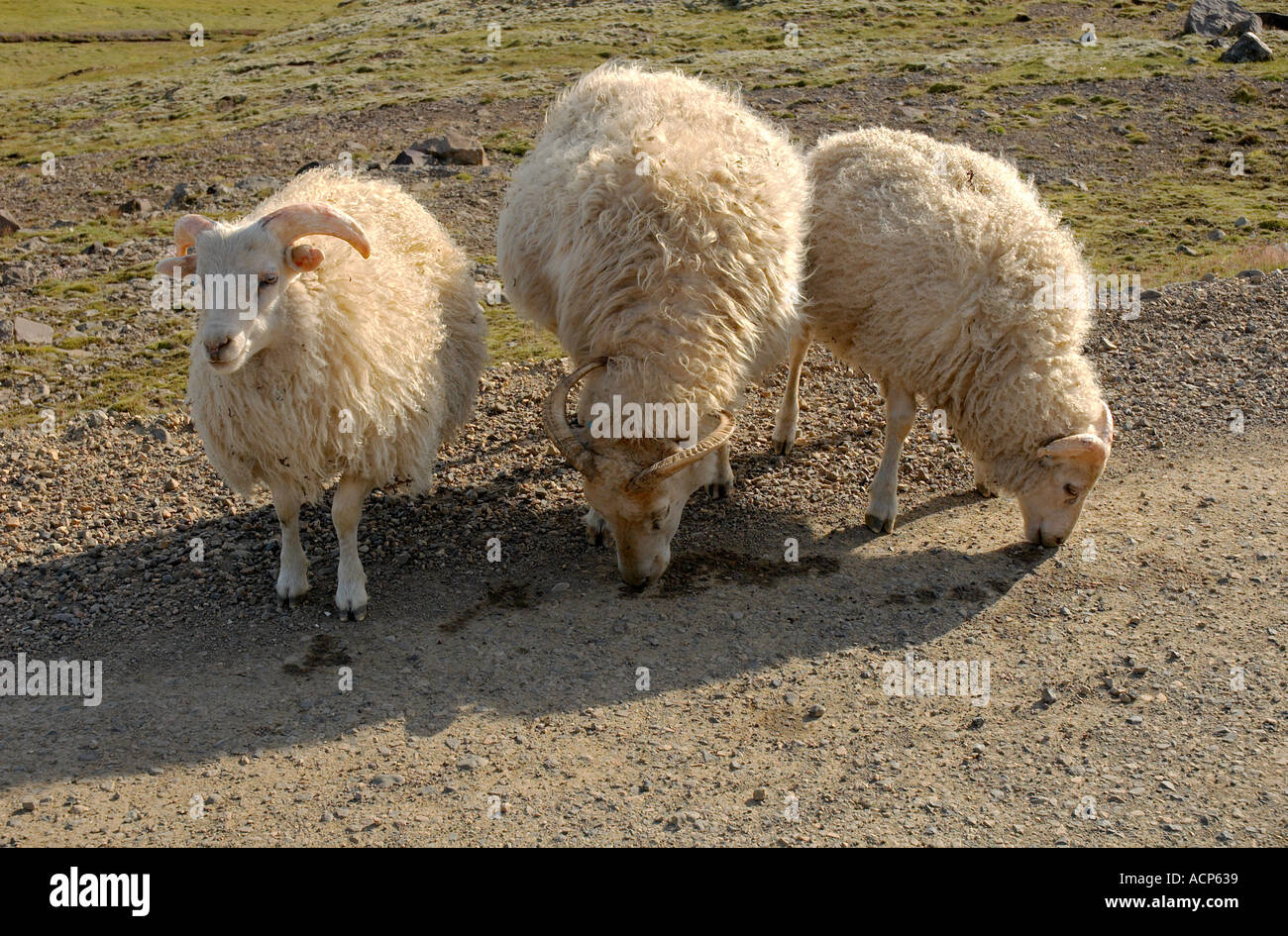 Sheeps islandese Islanda Foto Stock