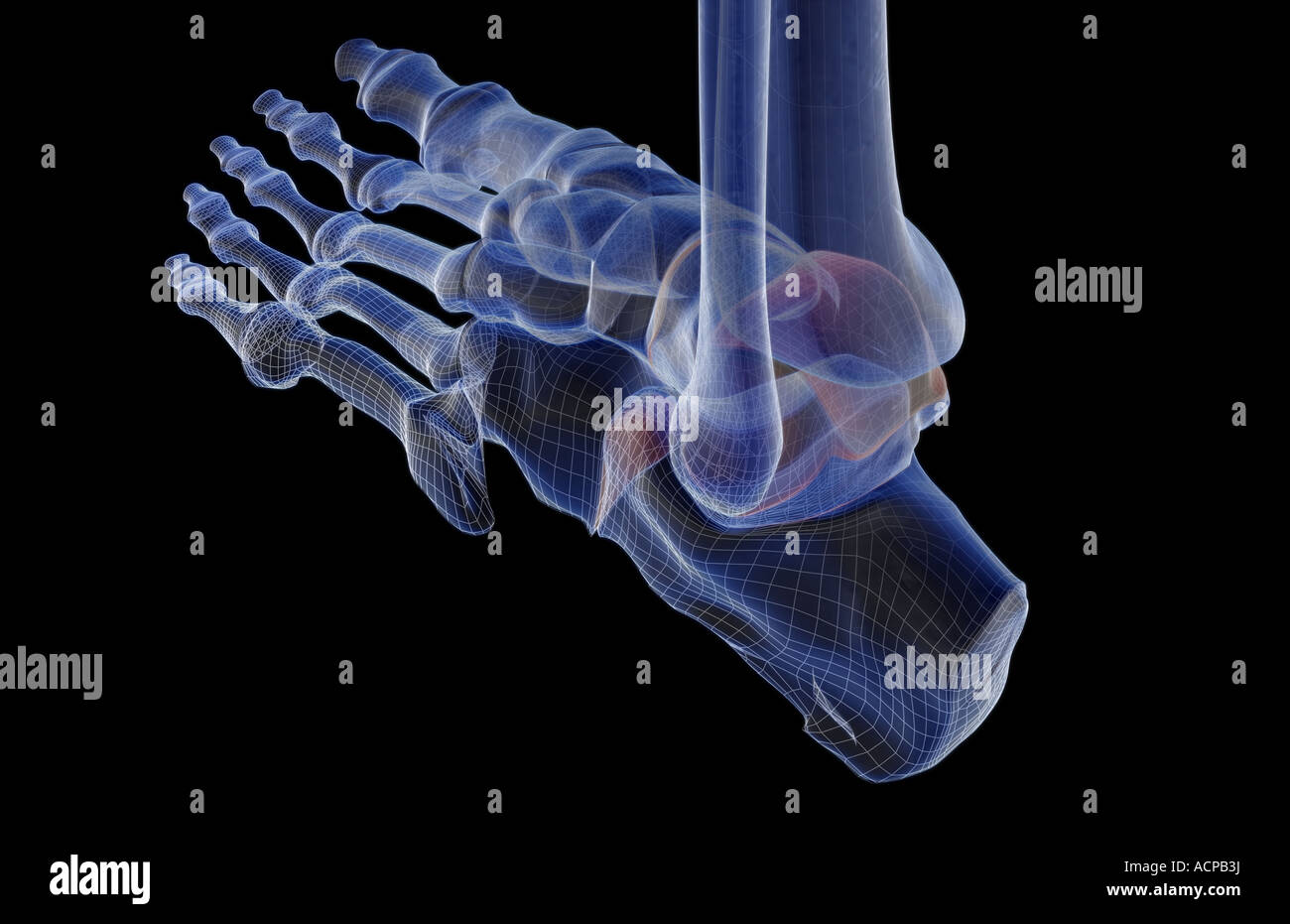 Le ossa del piede Foto Stock