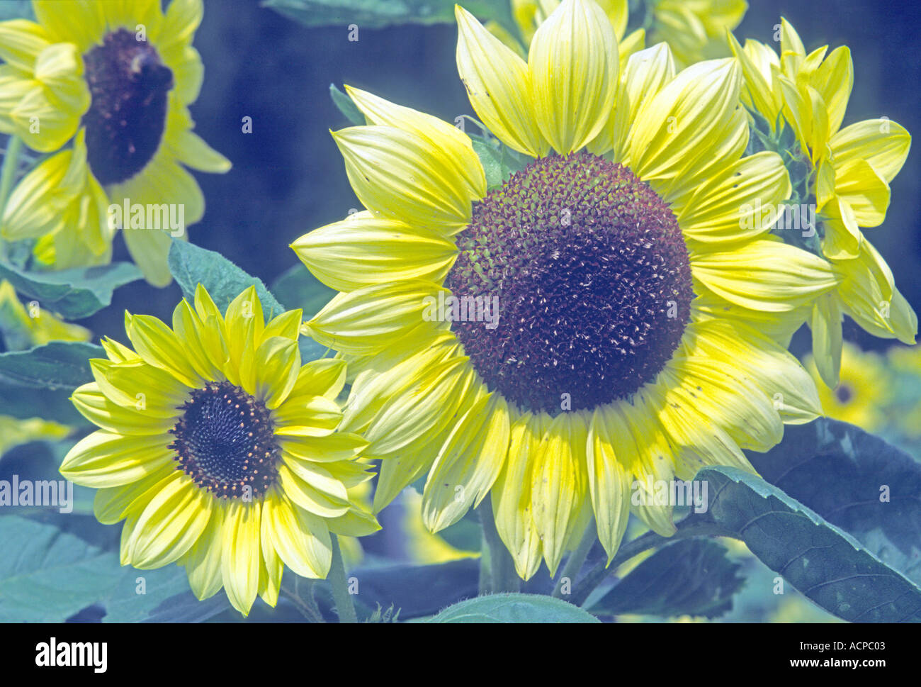 Gruppo di girasoli a Londra la capitale dell'Inghilterra Foto Stock