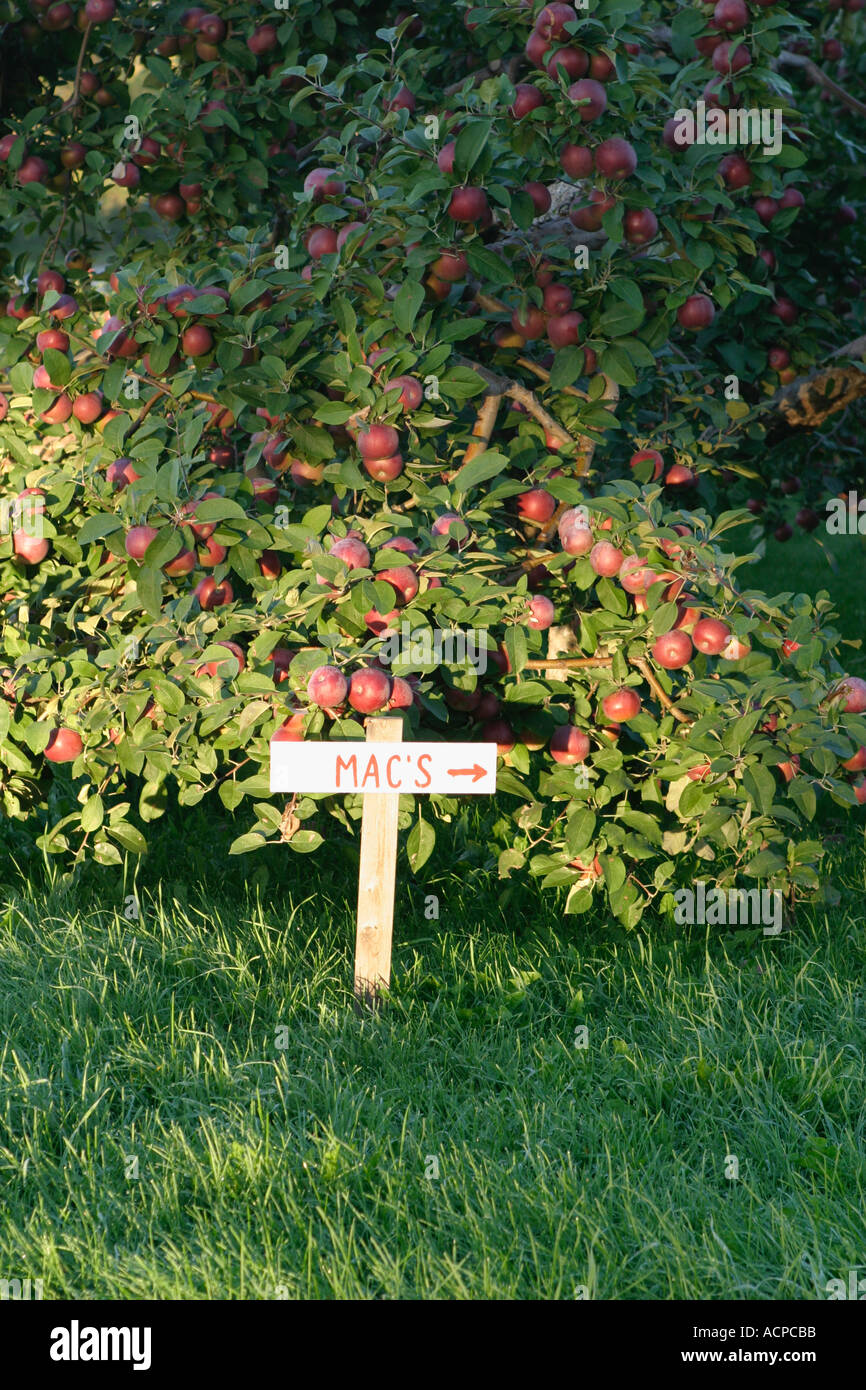 Vermont Apple Orchard Foto Stock