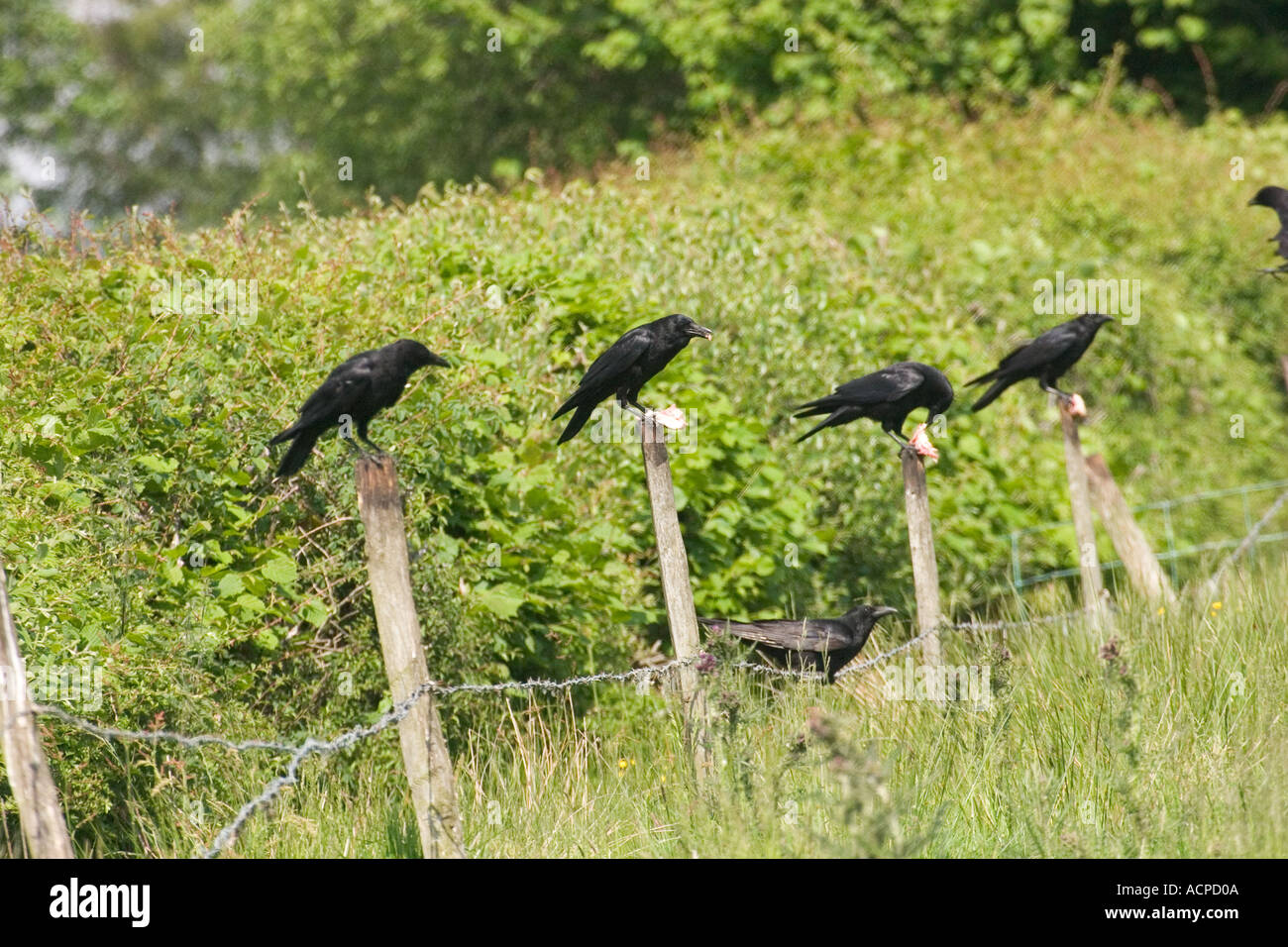 Carrion crows attesa per la distribuzione di prodotti alimentari al red kite feeding centre, Gigrin Farm, vicino Rhayader, <id del Galles Foto Stock