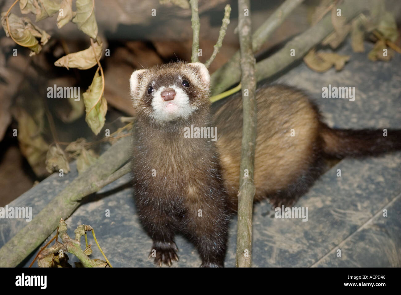 Puzzole rilasciato il deserto Farm a nome dell'RSPCA Mustela putorius Foto Stock