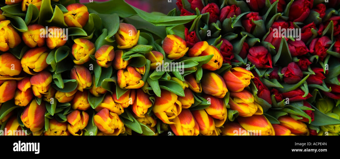 I tulipani, fiori recisi, il mercato dei fiori di Middelburg, città in  Olanda, Paesi Bassi, Europa Foto stock - Alamy