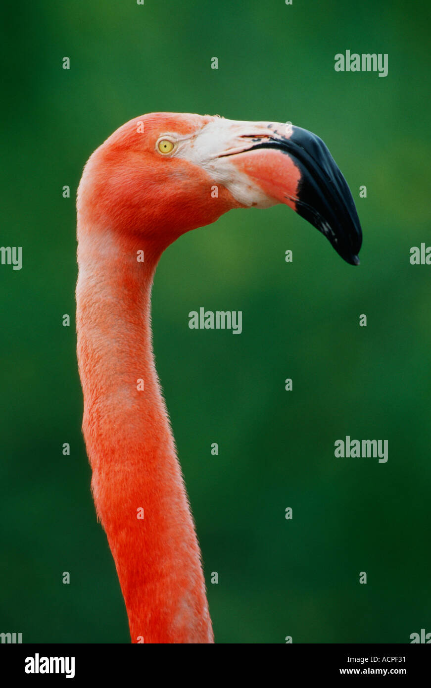 Caraibi Flamingo Portrait-Note-cattività oggetto Foto Stock